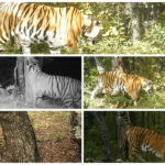 Фонд Феникс