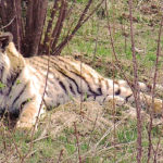 Фонд Феникс