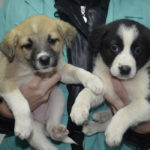 Фонд помощи бездомным животным имени Сарии Ашировой