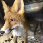 Благотворительный фонд «Центр реабилитации и реинтродукции диких животных «Сирин»