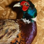 Благотворительный фонд «Центр реабилитации и реинтродукции диких животных «Сирин»