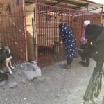 Фонд помощи бездомным животным «Умка»